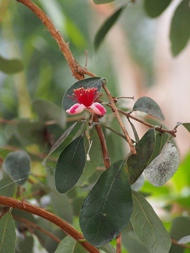 Feijoa