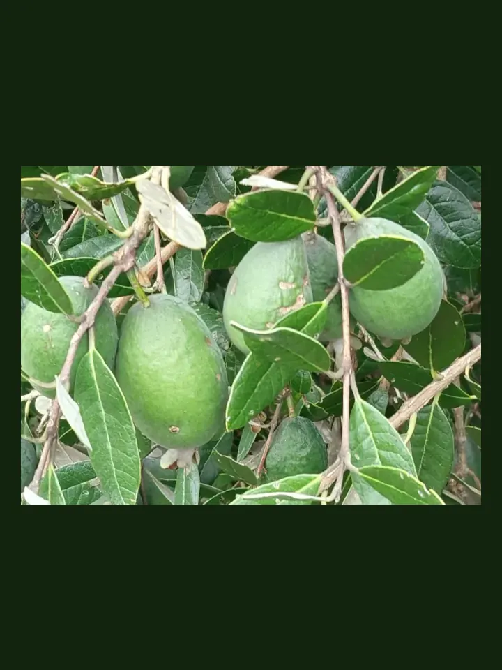 Feijoa real-world photo reference (Acca sellowiana)