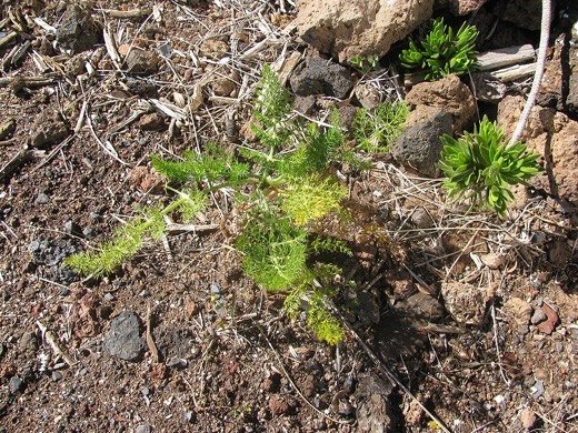 Fennel (Foeniculum vulgare)