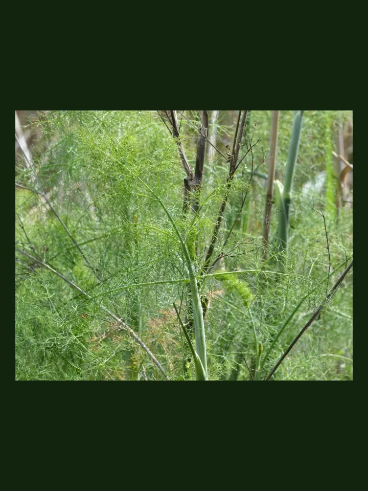 Fennel real-world photo reference (Foeniculum vulgare)