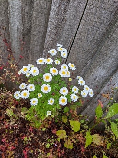 Feverfew