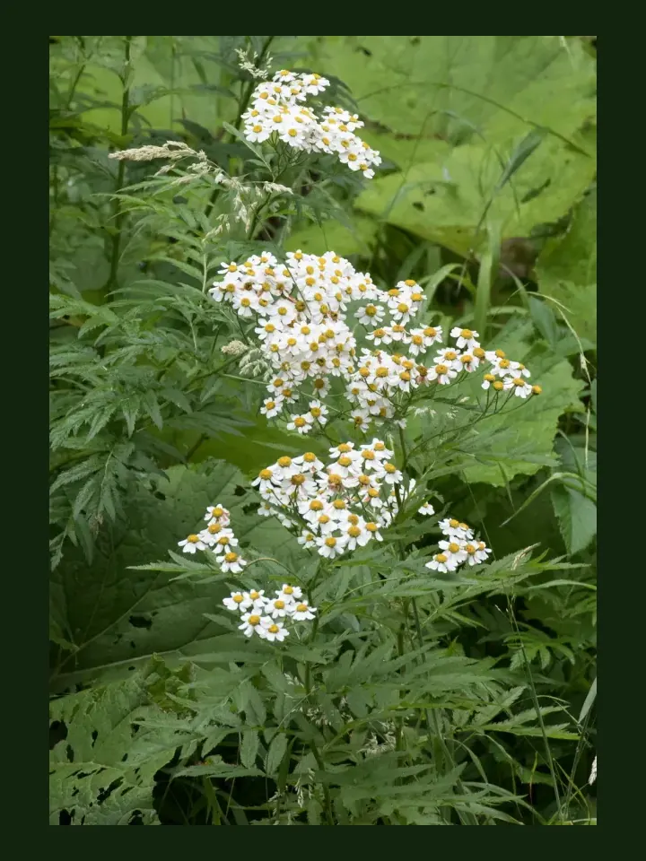 Feverfew real-world photo reference (Tanacetum parthenium)