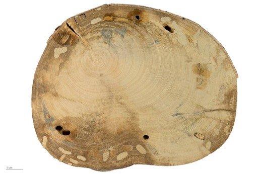 Fig (Ficus carica)