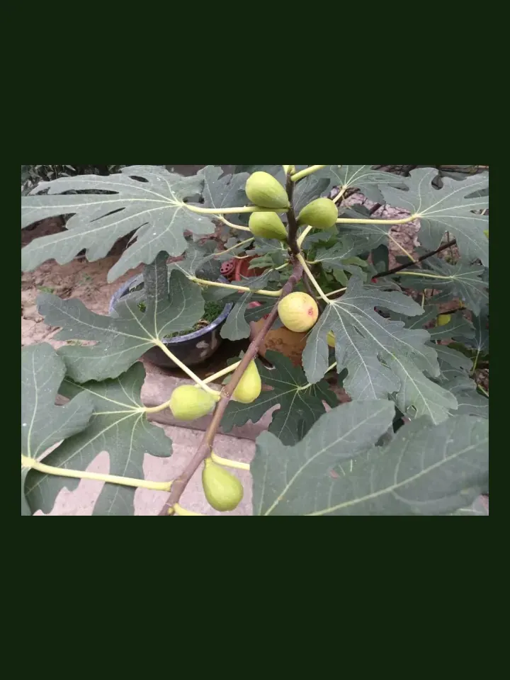 Fig real-world photo reference (Ficus carica)