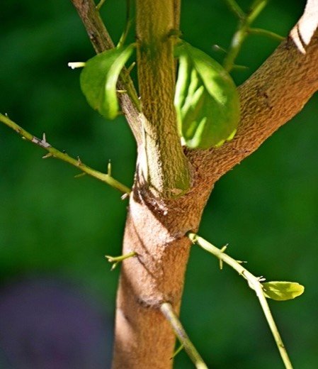 Finger Lime