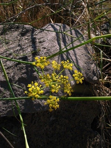 Florence Fennel