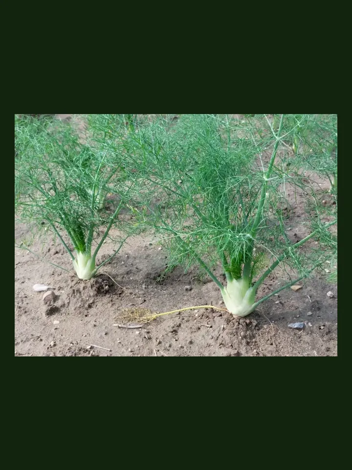 Florence Fennel real-world photo reference (Foeniculum vulgare var. azoricum)