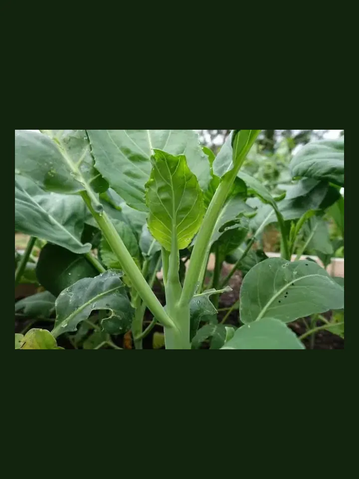 Chinese Broccoli / Gai Lan real-world photo reference (Brassica oleracea var. alboglabra)