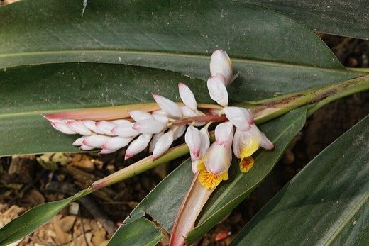 Galangal (Alpinia galanga)