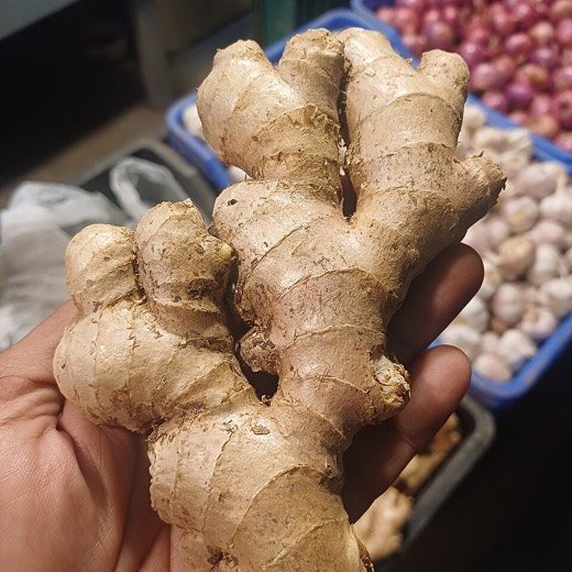 Ginger (Zingiber officinale)