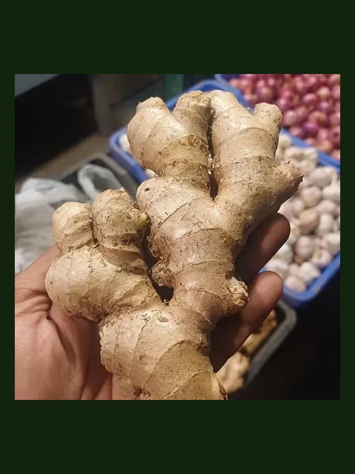 Ginger real-world photo reference (Zingiber officinale)