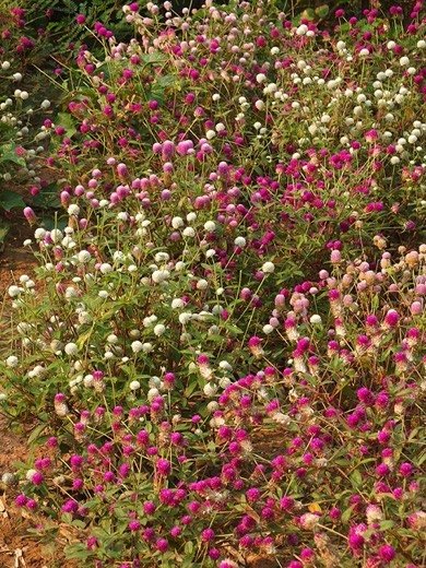 Gomphrena
