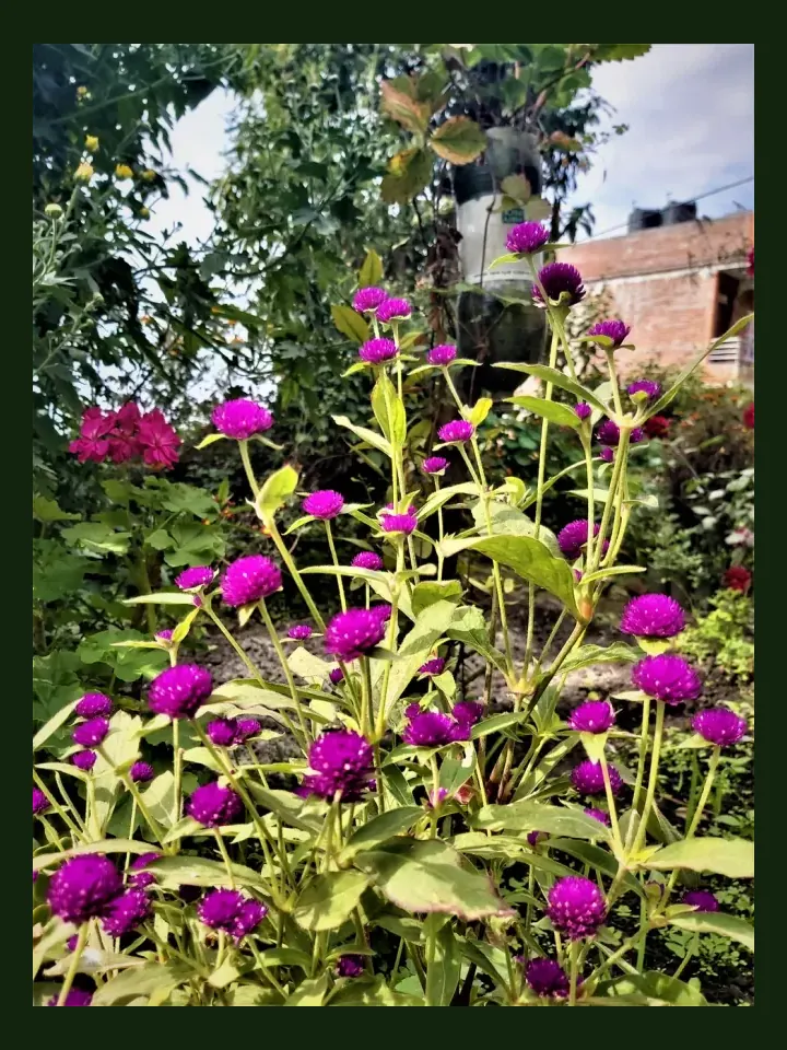 Gomphrena real-world photo reference (Gomphrena globosa)