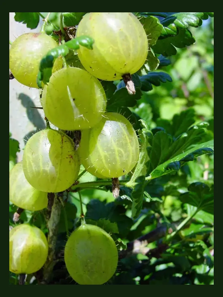 Gooseberry real-world photo reference (Ribes uva-crispa)