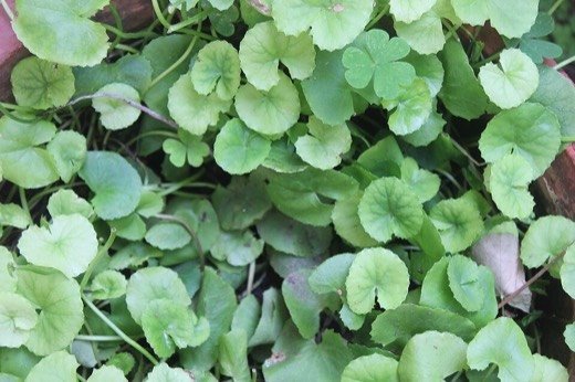 Gotu Kola