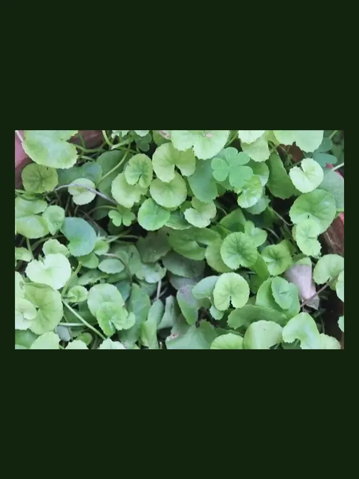 Gotu Kola real-world photo reference (Centella asiatica)