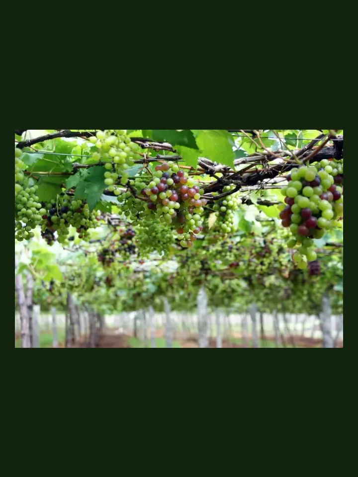 Grape real-world photo reference (Vitis vinifera)