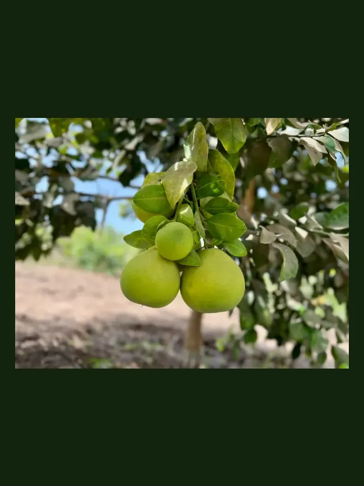 Grapefruit real-world photo reference (Citrus × paradisi)