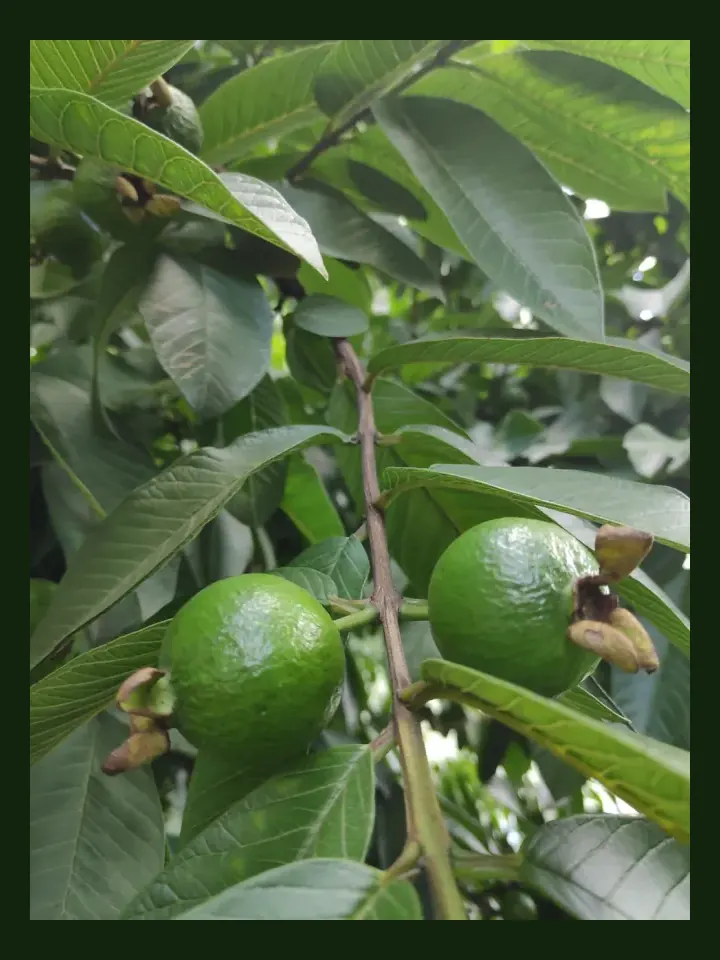 Guava real-world photo reference (Psidium guajava)