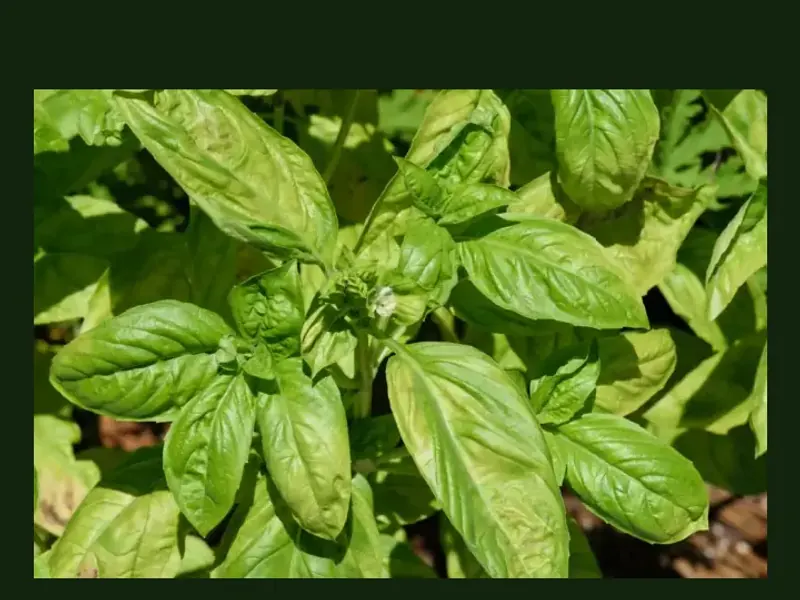 Basil growing in a home garden
