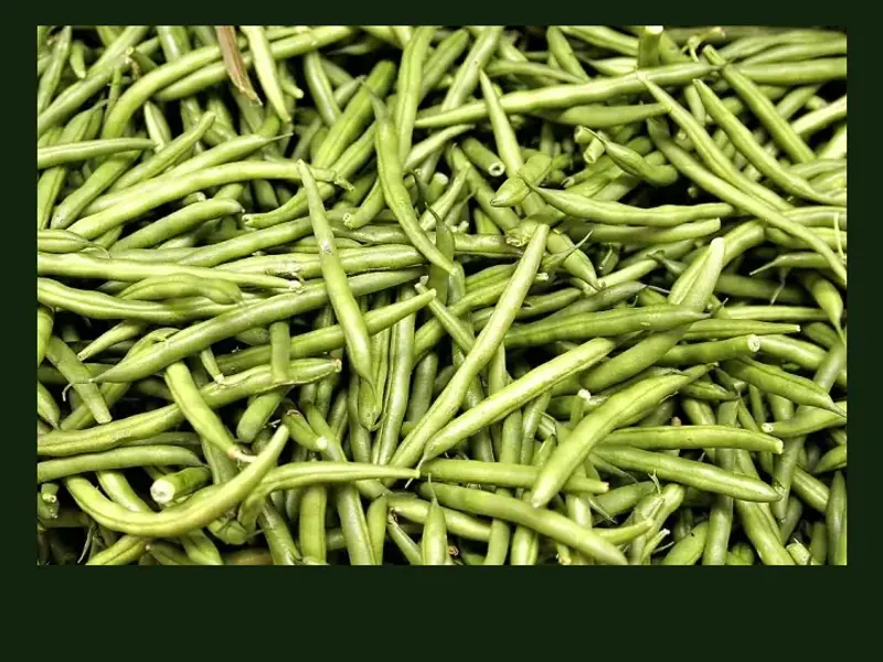 Beans growing in a home garden