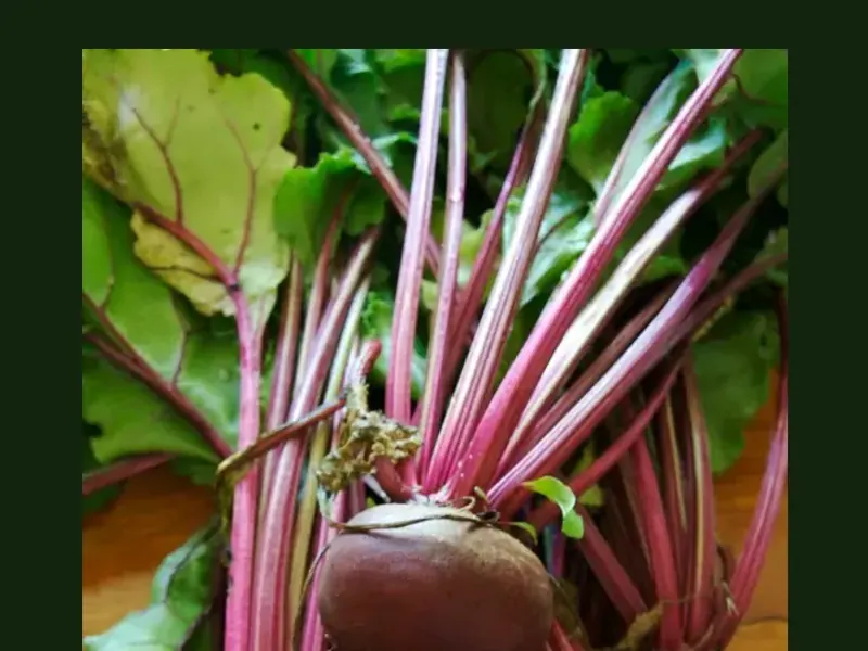 Beetroot growing in a home garden
