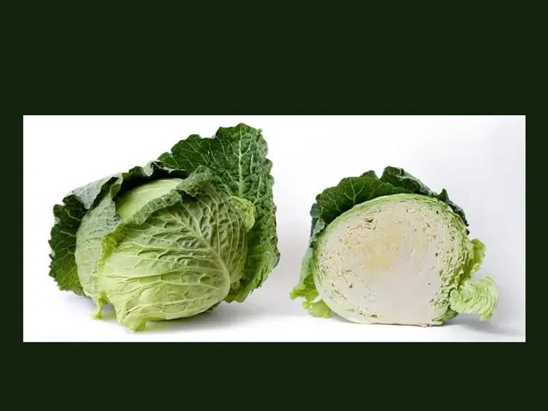Cabbage growing in a home garden