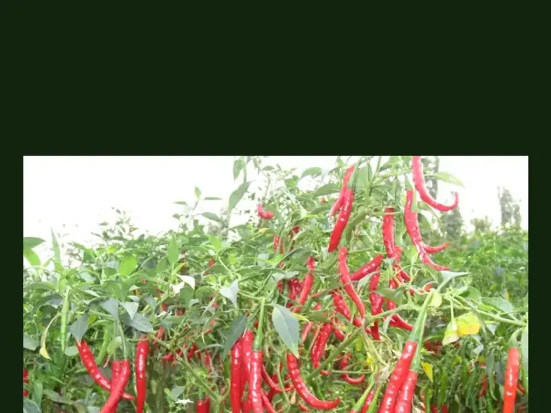 Chilli Pepper growing in a home garden