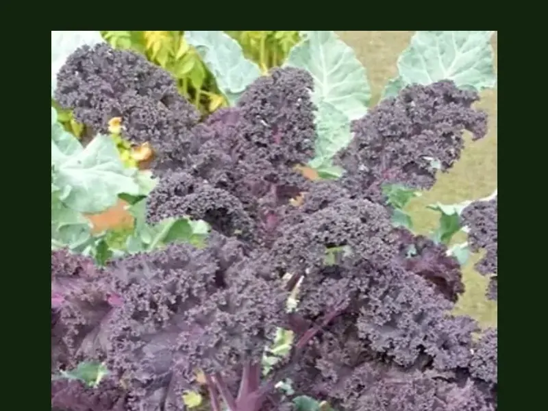 Kale growing in a home garden