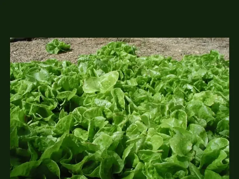 Lettuce growing in a home garden