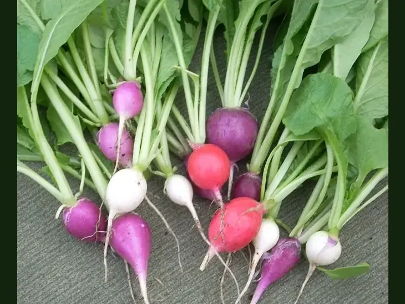 Radish growing in a home garden