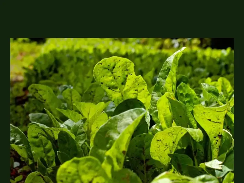 Spinach growing in a home garden