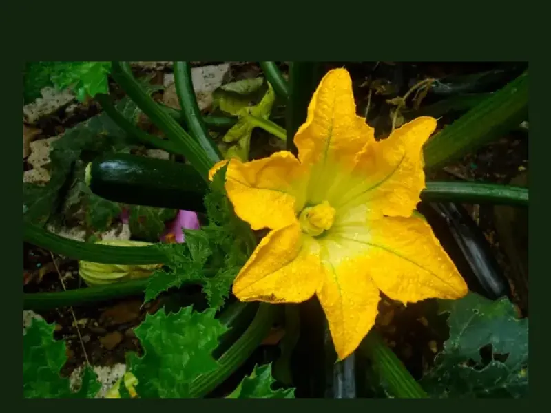 Zucchini growing in a home garden