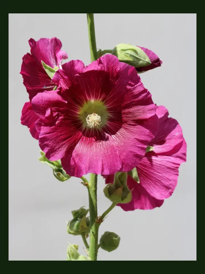 Hollyhock real-world photo reference (Alcea rosea)