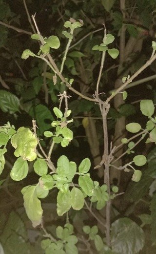 Holy Basil