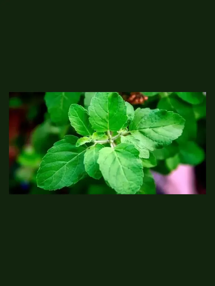 Holy Basil real-world photo reference (Ocimum tenuiflorum)