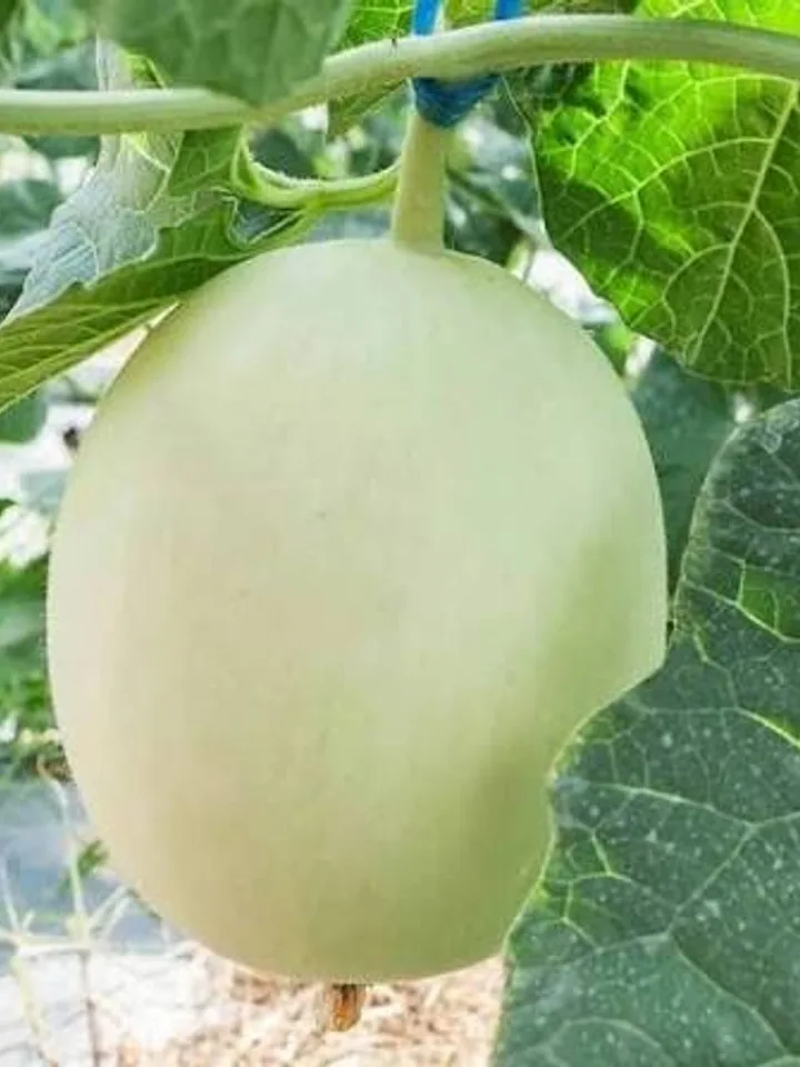 Honeydew Melon real-world photo reference (Cucumis melo (Inodorus Group))