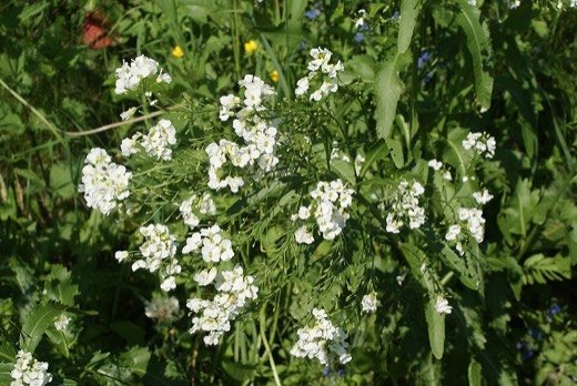 Horseradish