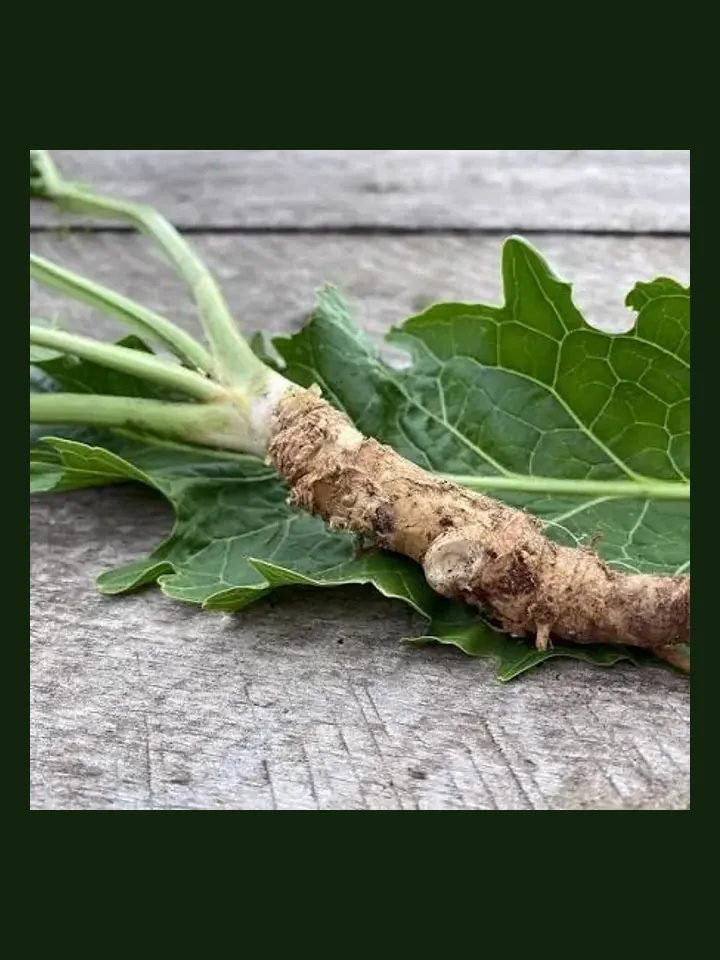 Horseradish real-world photo reference (Armoracia rusticana)
