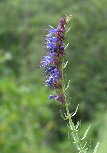 Hyssop (Hyssopus officinalis)