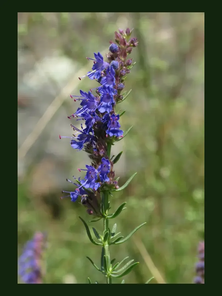 Hyssop real-world photo reference (Hyssopus officinalis)