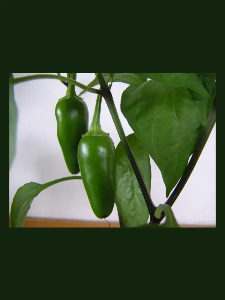 Jalapeño real-world photo reference (Capsicum annuum)