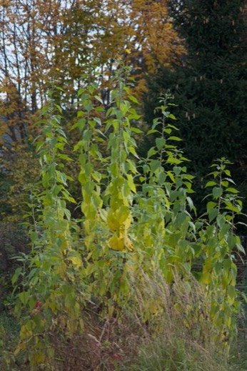 Jerusalem Artichoke (Helianthus tuberosus)