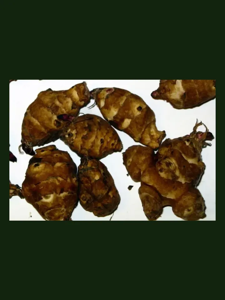Jerusalem Artichoke real-world photo reference (Helianthus tuberosus)