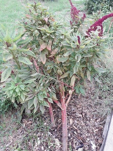 Joseph's Coat Amaranth