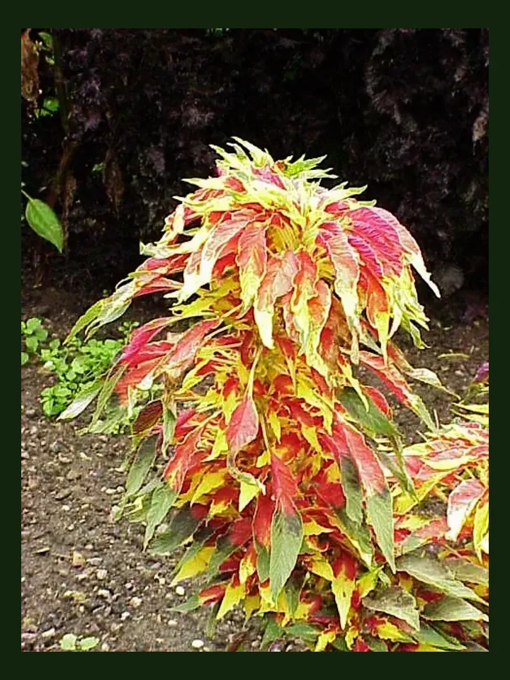 Joseph's Coat Amaranth real-world photo reference (Amaranthus tricolor)