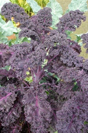 Kale (Brassica oleracea var. sabellica)