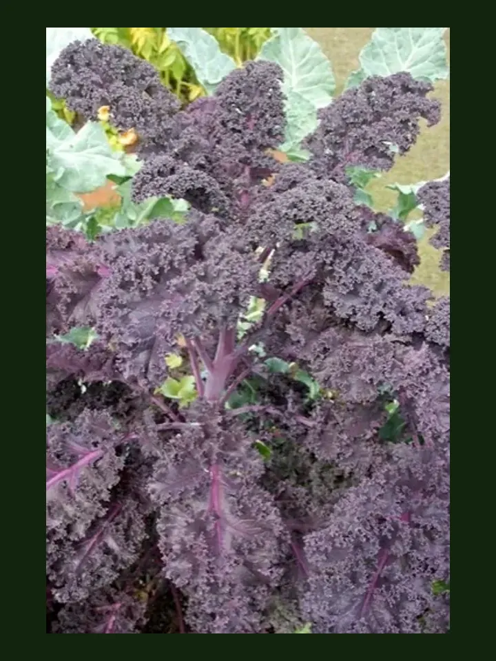 Kale real-world photo reference (Brassica oleracea var. sabellica)