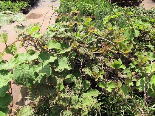 Kiwifruit