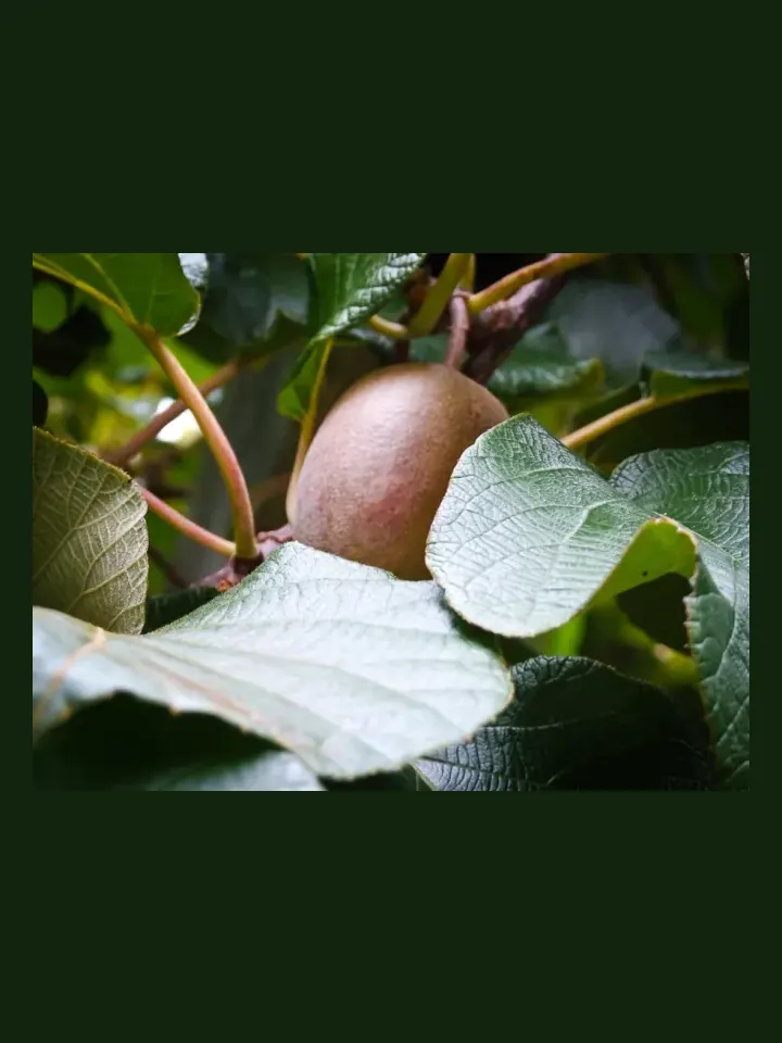 Kiwifruit real-world photo reference (Actinidia deliciosa)